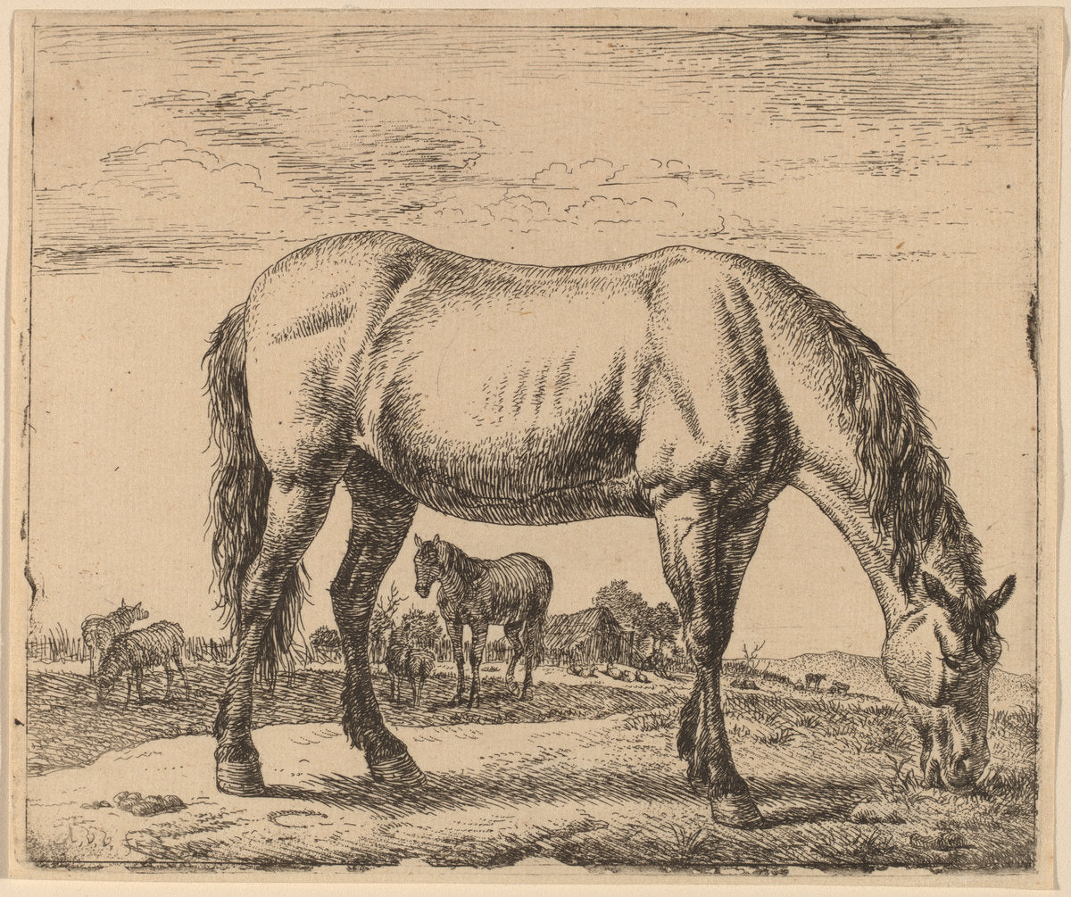 Grazing Horse by Adriaen van de Velde (Dutch, 1636 - 1672), 16X12"(A3)Poster Print
