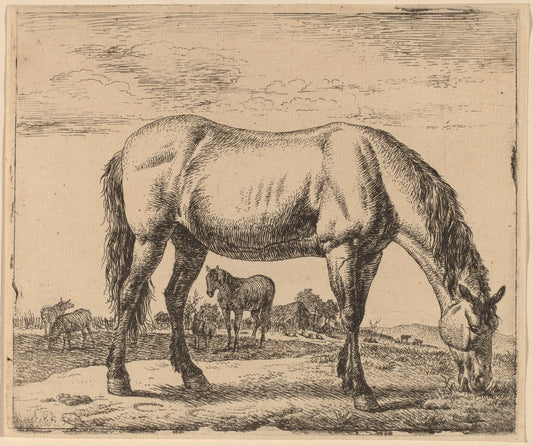 Grazing Horse by Adriaen van de Velde (Dutch, 1636 - 1672), 16X12"(A3)Poster Print