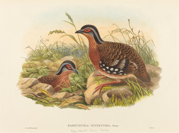 Rufous-breasted Bamboo Partridge (Bambusicola Hyperythra) by John Gould and W. Hart (British, 1804 - 1881), 16X12"(A3)Poster Print