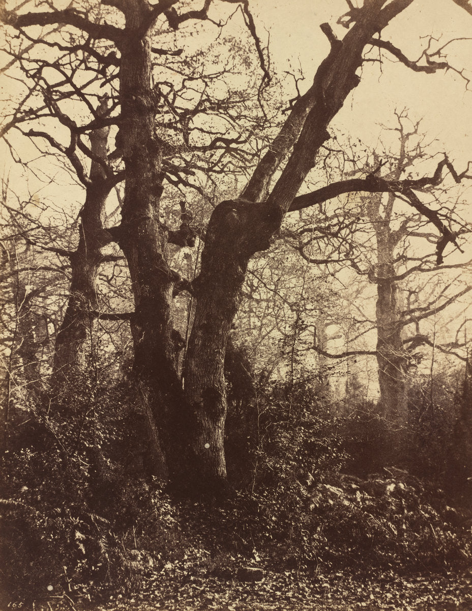 Tree Study, Fontainebleau by Eugène Cuvelier (French, 1837 - 1900), 16X12"(A3)Poster Print