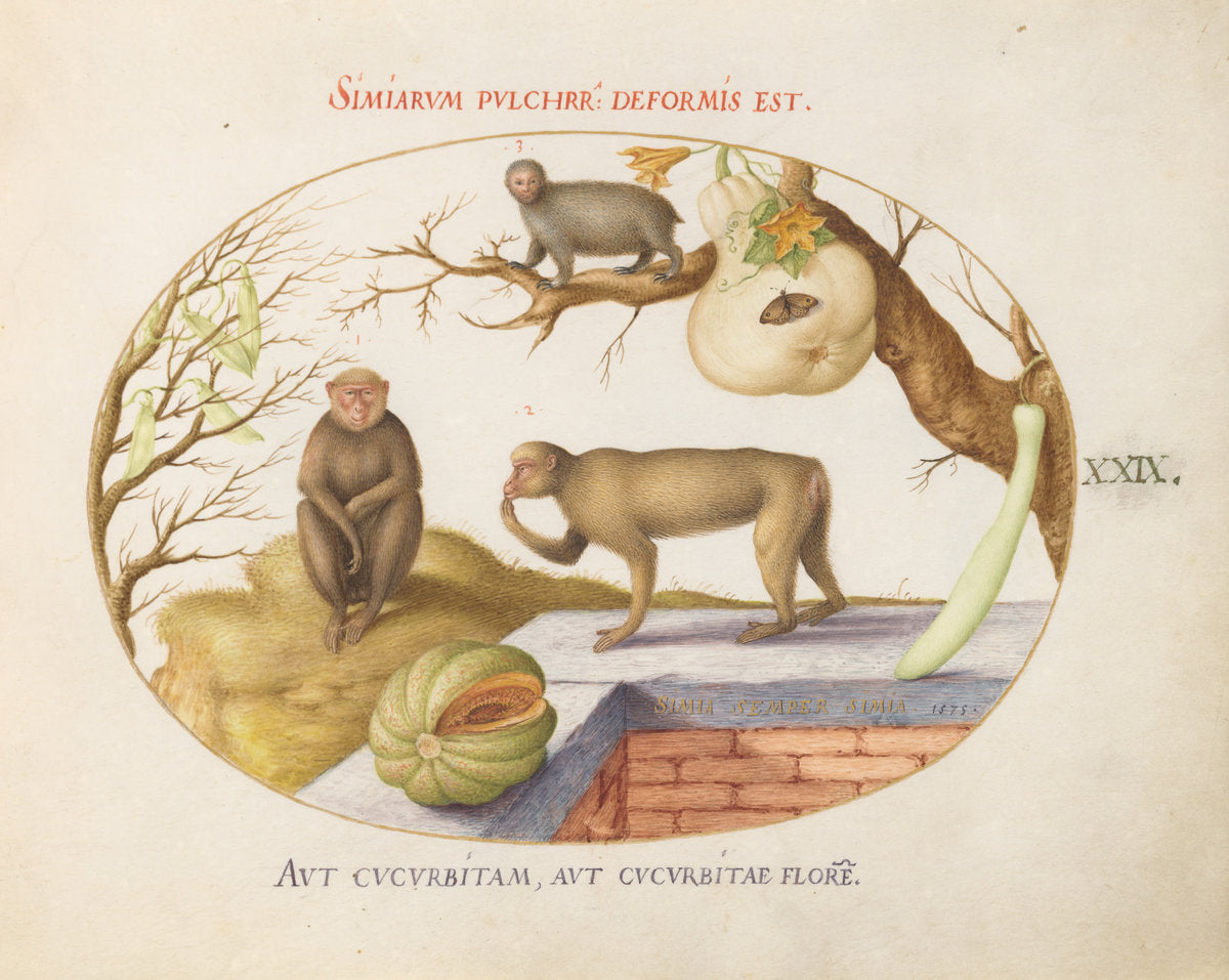 Animalia Qvadrvpedia et Reptilia (Terra): Plate XXIX by Joris Hoefnagel (Flemish, 1542 - 1600), 16X12"(A3)Poster Print