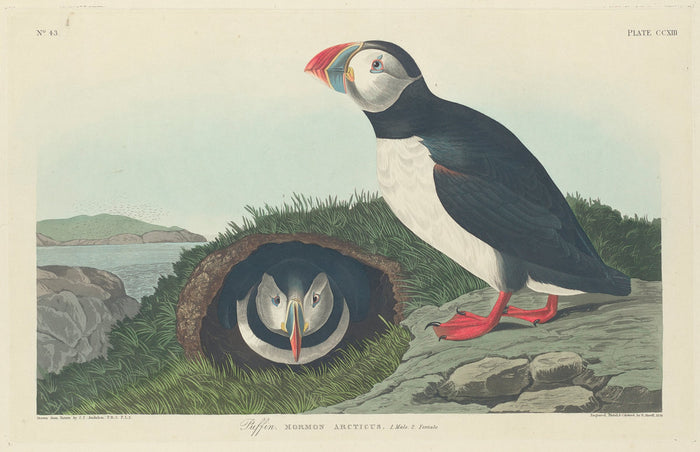 Puffin by Robert Havell after John James Audubon (American, 1793 - 1878), 16X12