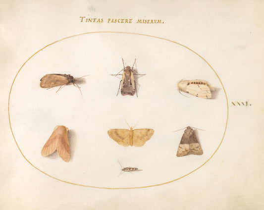 Animalia Rationalia et Insecta (Ignis):  Plate XXXI by Joris Hoefnagel (Flemish, 1542 - 1600), 16X12"(A3)Poster Print