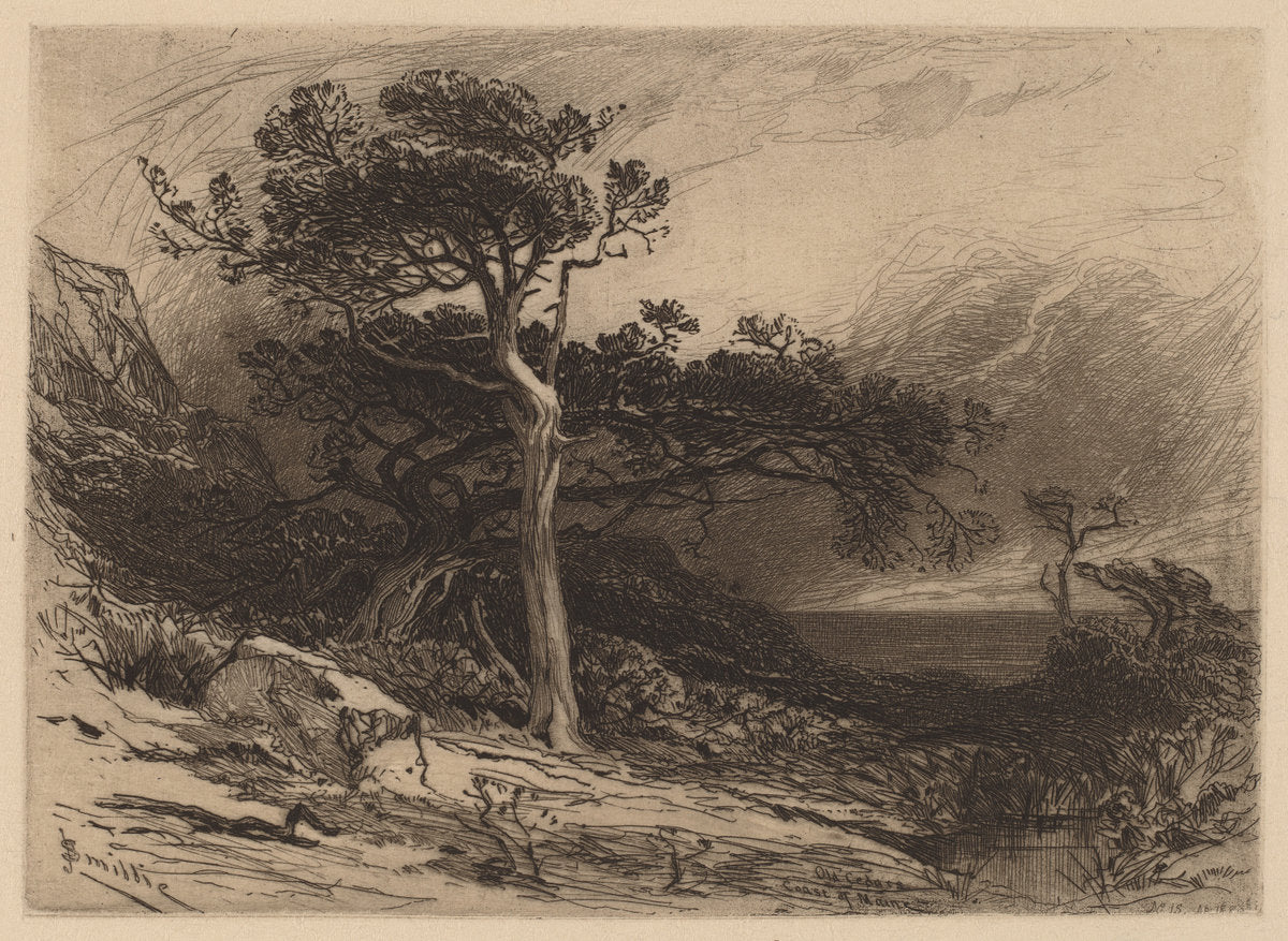 Old Cedars, Coast of Maine by James David Smillie (American, 1833 - 1909), 16X12"(A3)Poster Print