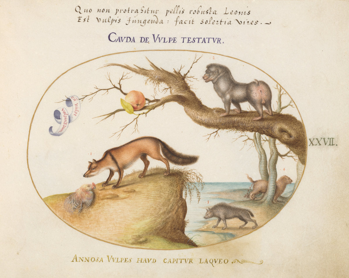 Animalia Qvadrvpedia et Reptilia (Terra): Plate XXVII by Joris Hoefnagel (Flemish, 1542 - 1600), 16X12"(A3)Poster Print