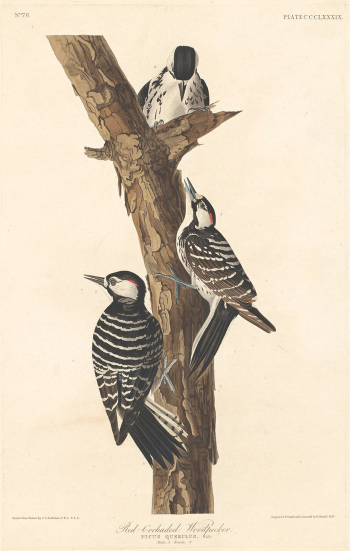 Red-cockaded Woodpecker by Robert Havell after John James Audubon (American, 1793 - 1878), 16X12