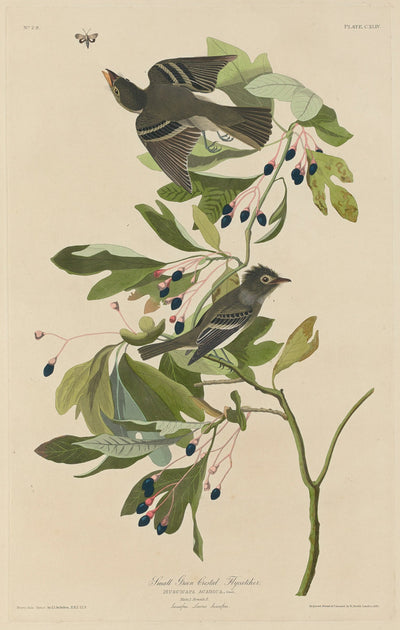 Small Green-Crested Flycatcher by Robert Havell after John James Audubon (American, 1793 - 1878), 16X12"(A3)Poster Print