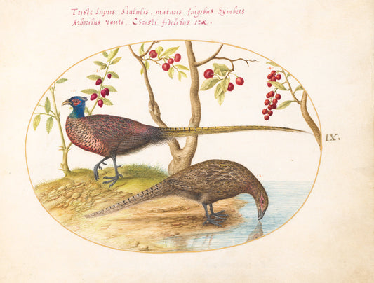 Animalia Volatilia et Amphibia (Aier): Plate IX by Joris Hoefnagel (Flemish, 1542 - 1600), 16X12"(A3)Poster Print