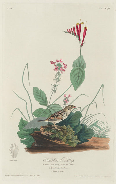 Henslow's Bunting by Robert Havell after John James Audubon (American, 1793 - 1878), 16X12"(A3)Poster Print