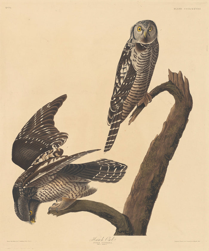 Hawk Owl by Robert Havell after John James Audubon (American, 1793 - 1878), 16X12