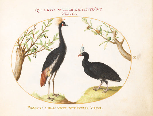 Animalia Volatilia et Amphibia (Aier): Plate X by Joris Hoefnagel (Flemish, 1542 - 1600), 16X12"(A3)Poster Print