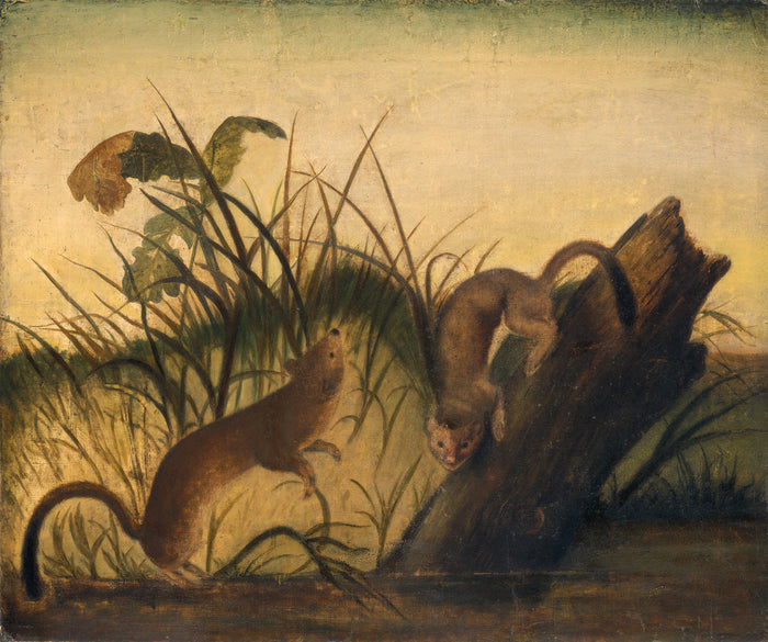 c. 1845 by Studio of John James Audubon (Long-Tailed Weasel), 16X12