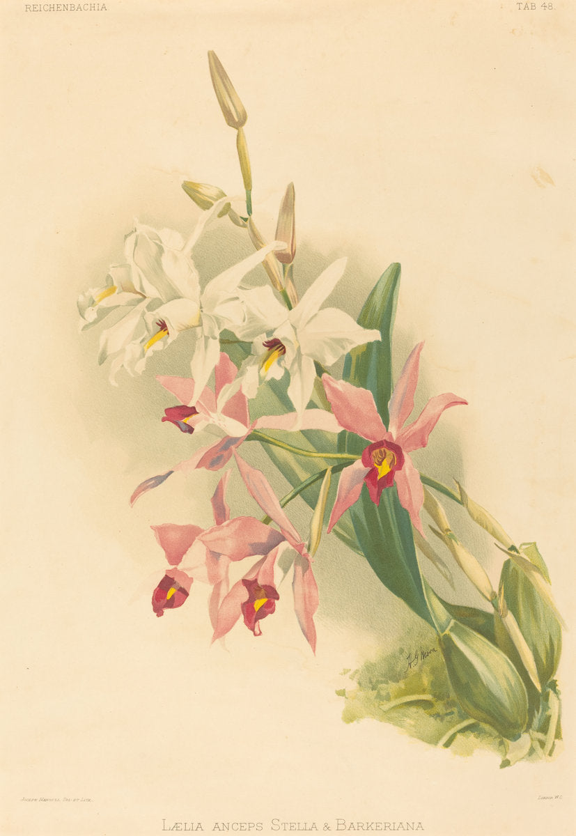 Laelia Anceps Stella & Barkeriana by Joseph Mansell after Henry George Moon (British, active 19th century), 16X12"(A3)Poster Print