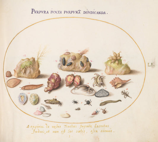 Animalia Aqvatilia et Cochiliata (Aqva): Plate LI by Joris Hoefnagel (Flemish, 1542 - 1600), 16X12"(A3)Poster Print