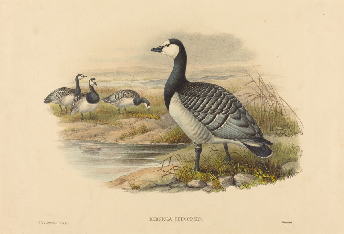 Barnacle Goose (Bernicla Leucopsis) by Joseph Wolf and H.C. Richter (British (?), active 1841 - active c. 1881), 16X12"(A3)Poster Print