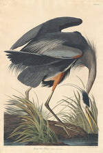 Great blue Heron by Robert Havell after John James Audubon (American, born England, 1793 - 1878), 16X12"(A3)Poster Print