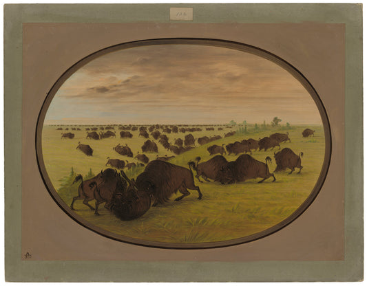 Bulls Fighting by George Catlin (American, 1796 - 1872), 16X12"(A3)Poster Print