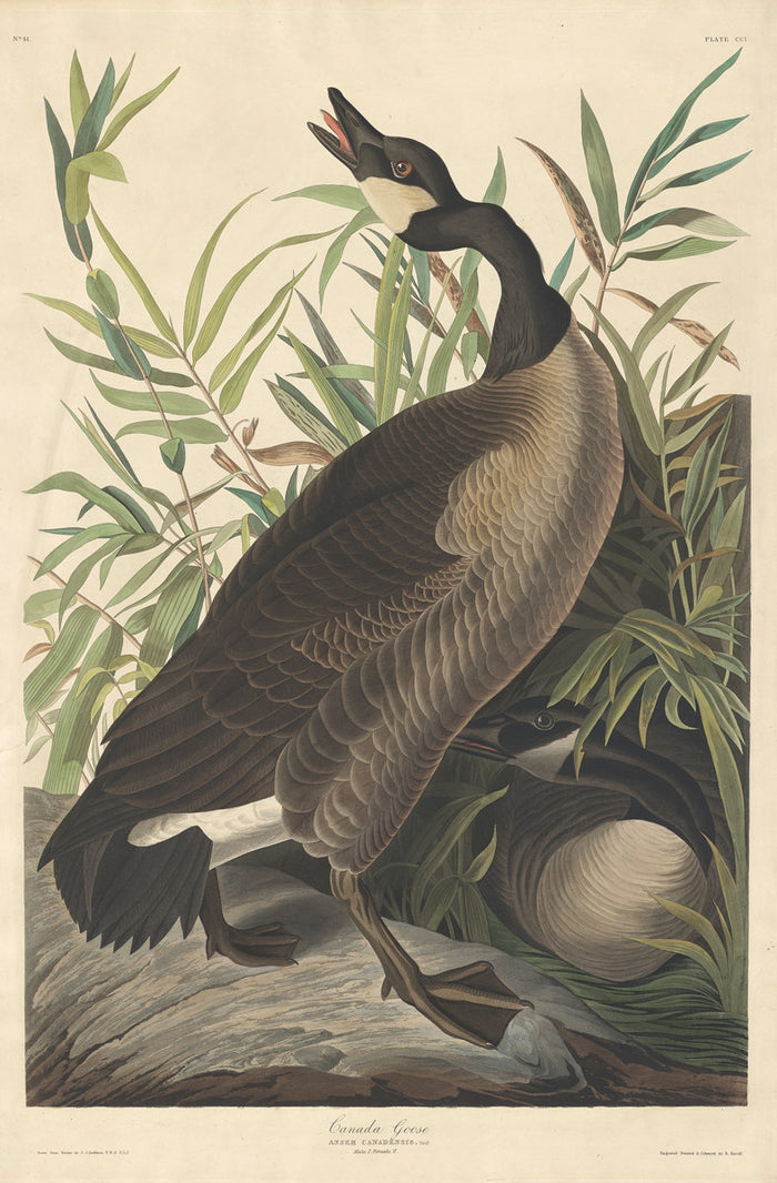 Canada Goose by Robert Havell after John James Audubon (American, 1793 - 1878), 16X12