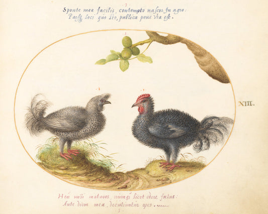 Animalia Volatilia et Amphibia (Aier): Plate XIII by Joris Hoefnagel (Flemish, 1542 - 1600), 16X12"(A3)Poster Print