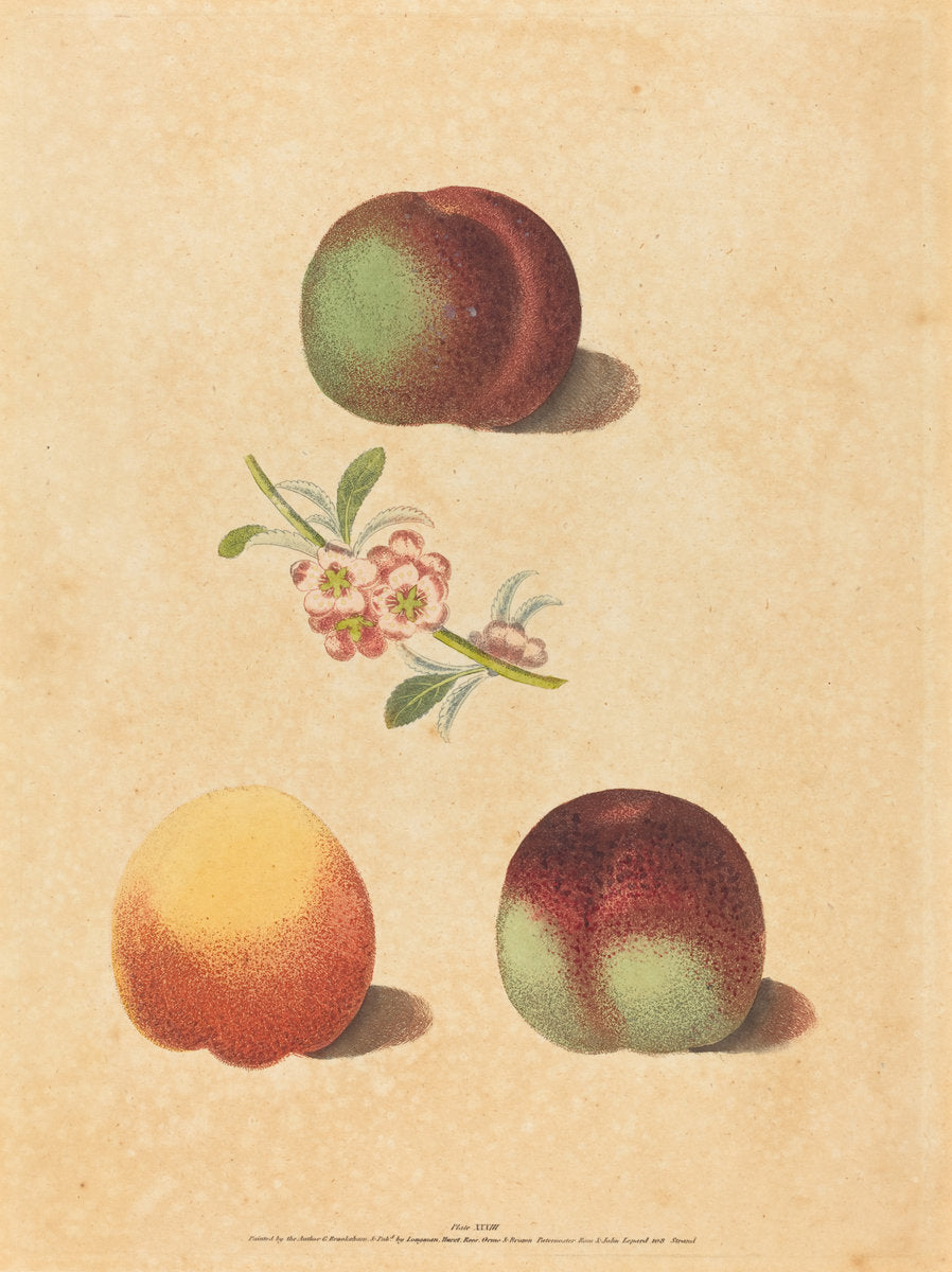 Three Peaches by George Brookshaw (British, active 1812), 16X12"(A3)Poster Print