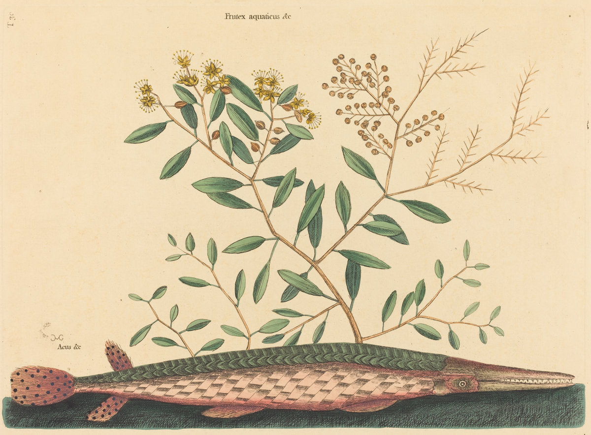 The Green Gar Fish (Esox osseus) by Mark Catesby (English, 1679 - 1749), 16X12"(A3)Poster Print