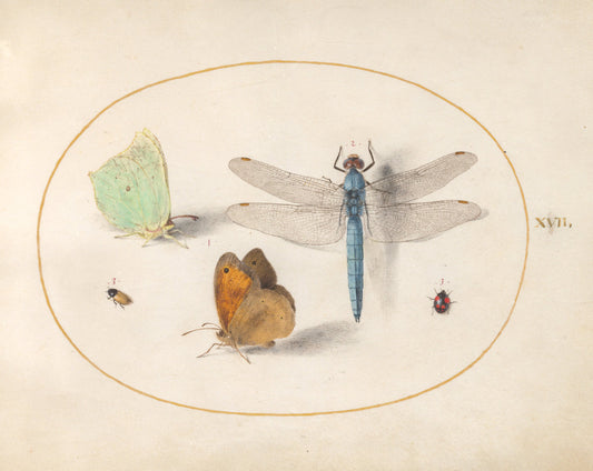 Animalia Rationalia et Insecta (Ignis):  Plate XVII by Joris Hoefnagel (Flemish, 1542 - 1600), 16X12"(A3)Poster Print