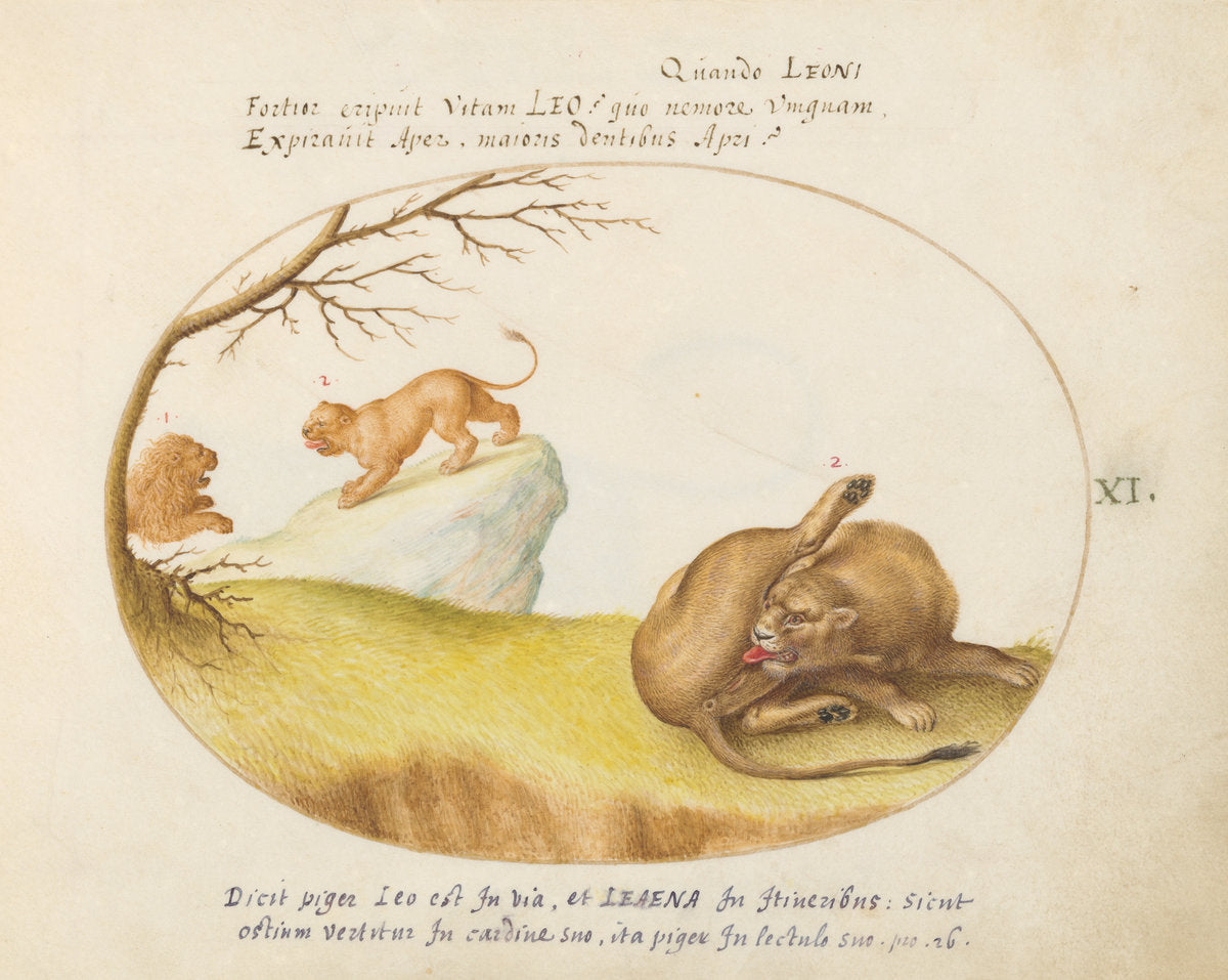 Animalia Qvadrvpedia et Reptilia (Terra): Plate XI by Joris Hoefnagel (Flemish, 1542 - 1600), 16X12"(A3)Poster Print