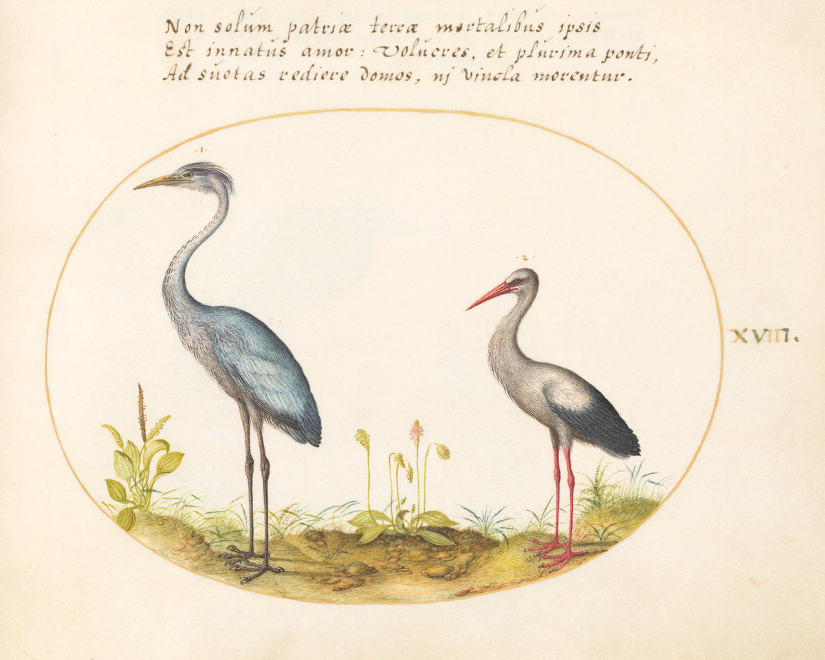 Animalia Volatilia et Amphibia (Aier): Plate XVIII by Joris Hoefnagel (Flemish, 1542 - 1600), 16X12"(A3)Poster Print