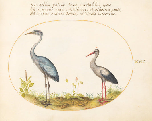Animalia Volatilia et Amphibia (Aier): Plate XVIII by Joris Hoefnagel (Flemish, 1542 - 1600), 16X12"(A3)Poster Print