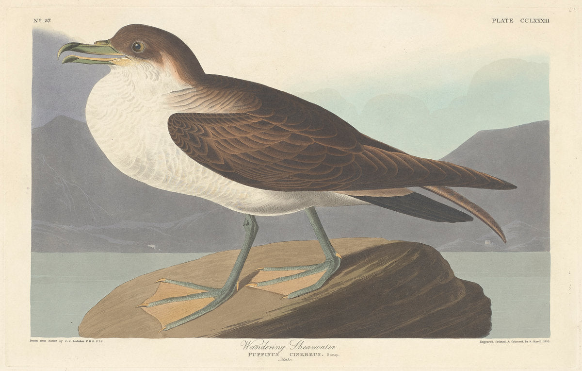 Wandering Shearwater by Robert Havell after John James Audubon (American, 1793 - 1878), 16X12"(A3)Poster Print