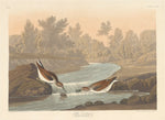 Little Sandpiper by Robert Havell after John James Audubon (American, 1793 - 1878), 16X12"(A3)Poster Print