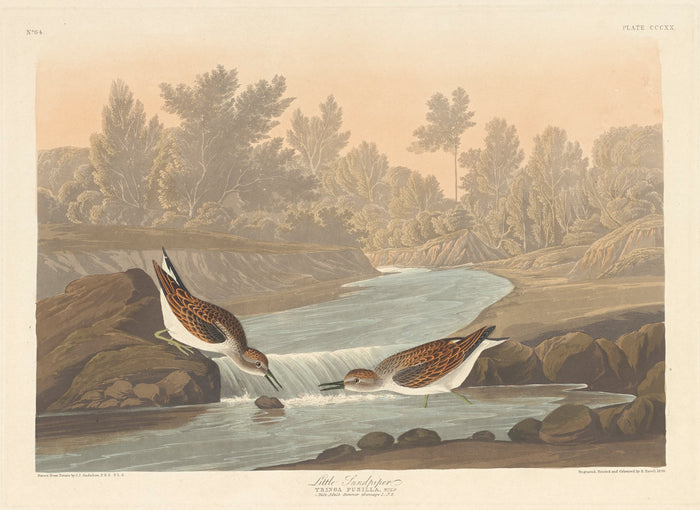 Little Sandpiper by Robert Havell after John James Audubon (American, 1793 - 1878), 16X12