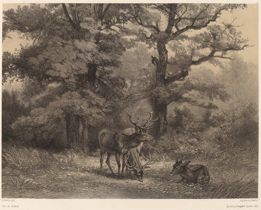 Cerfs au Gagnage by Karl Bodmer (Swiss, 1809 - 1893), 16X12"(A3)Poster Print