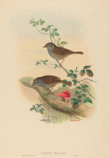Accentor modularis (Dunnock) by John Gould and H.C. Richter (British, 1804 - 1881), 16X12"(A3)Poster Print