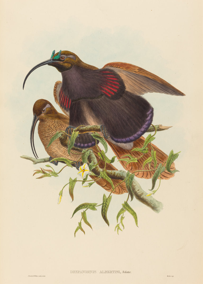 Drepanornis albertisi (Black-billed Sicklebill Bird of Paradise) by John Gould and W. Hart (British, active 1851 - 1898), 16X12"(A3)Poster Print