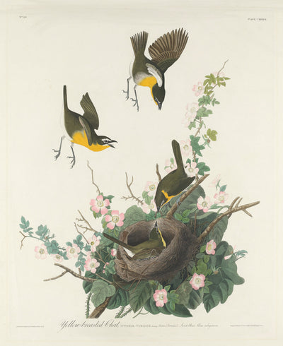 Yellow-breasted Chat by Robert Havell after John James Audubon (American, 1793 - 1878), 16X12"(A3)Poster Print