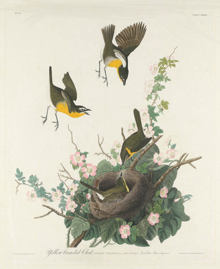 Yellow-breasted Chat by Robert Havell after John James Audubon (American, 1793 - 1878), 16X12