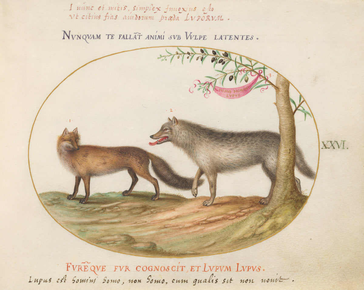 Animalia Qvadrvpedia et Reptilia (Terra): Plate XXVI by Joris Hoefnagel (Flemish, 1542 - 1600), 16X12"(A3)Poster Print
