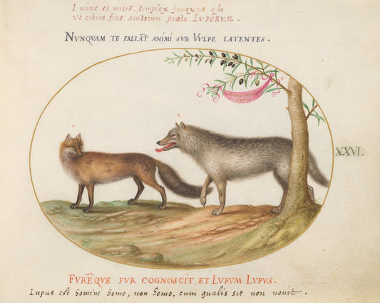 Animalia Qvadrvpedia et Reptilia (Terra): Plate XXVI by Joris Hoefnagel (Flemish, 1542 - 1600), 16X12"(A3)Poster Print