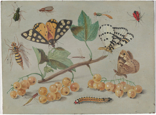 Study of Butterfly and Insects by Jan van Kessel (Flemish, 1626 - 1679), 16X12"(A3)Poster Print