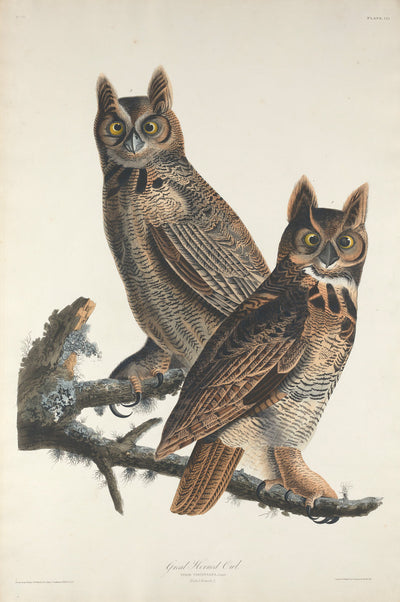 Great Horned Owl by Robert Havell after John James Audubon (American, 1793 - 1878), 16X12"(A3)Poster Print