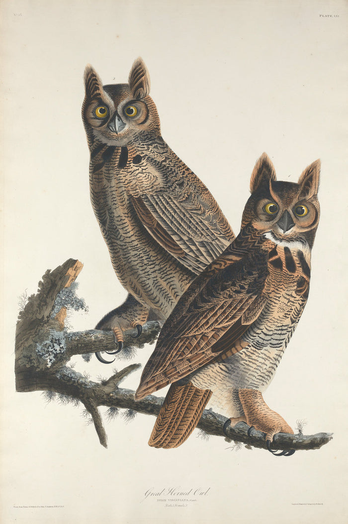 Great Horned Owl by Robert Havell after John James Audubon (American, 1793 - 1878), 16X12