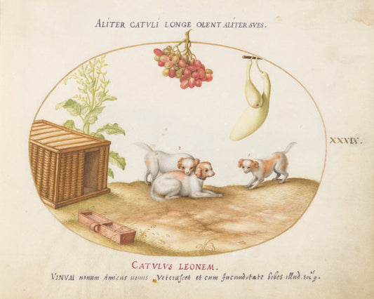 Animalia Qvadrvpedia et Reptilia (Terra): Plate XXXIX by Joris Hoefnagel (Flemish, 1542 - 1600), 16X12"(A3)Poster Print