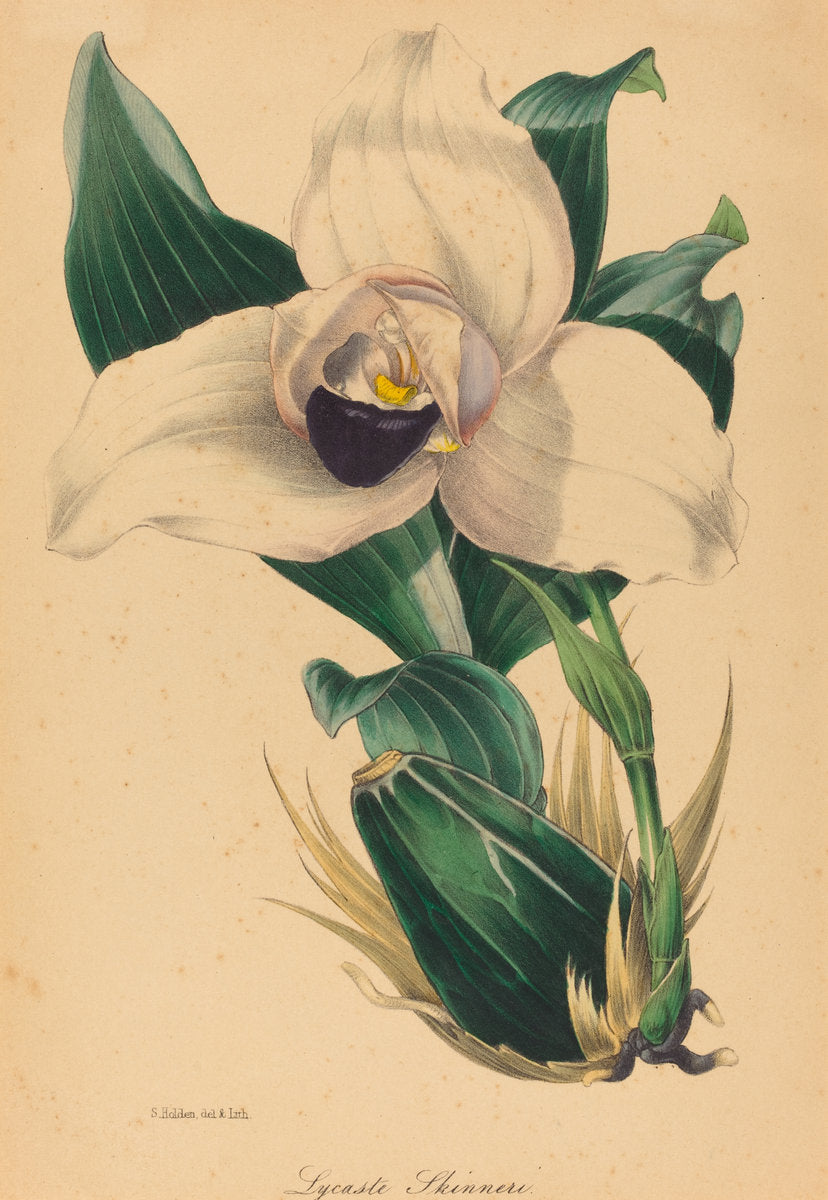 Lycaste Skinneri by Samuel Holden (British, active 1845/1847), 16X12"(A3)Poster Print