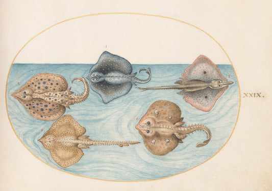 Animalia Aqvatilia et Cochiliata (Aqva): Plate XXIX by Joris Hoefnagel (Flemish, 1542 - 1600), 16X12"(A3)Poster Print