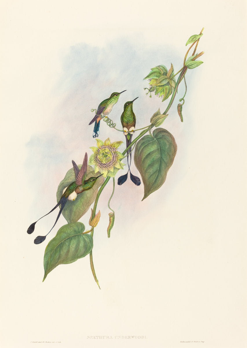 Spathura underwoodi (White-footed Racket-Tail) by John Gould and H.C. Richter (British (?), active 1841 - active c. 1881), 16X12"(A3)Poster Print