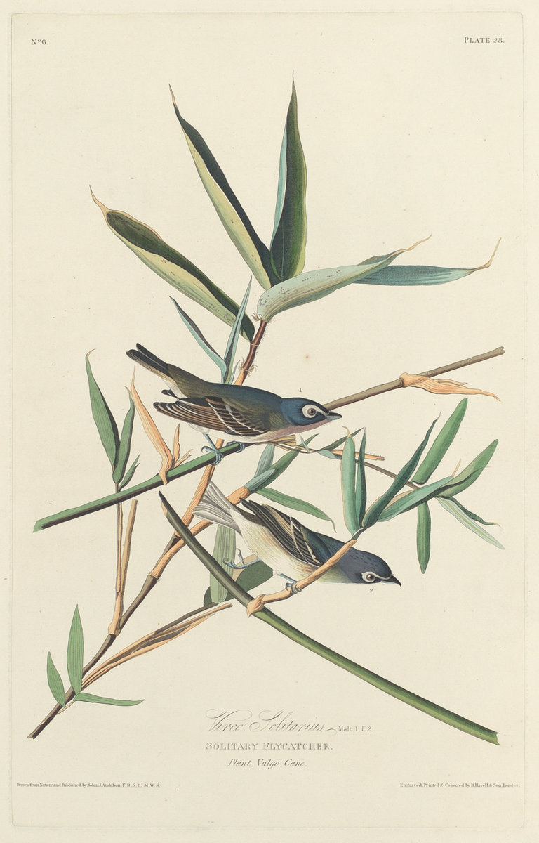 Solitary Flycatcher by Robert Havell after John James Audubon (American, 1793 - 1878), 16X12"(A3)Poster Print