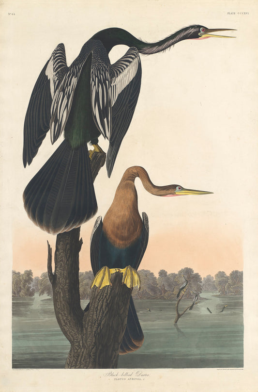 Black-bellied Darter by Robert Havell after John James Audubon (American, born England, 1793 - 1878), 16X12"(A3)Poster Print
