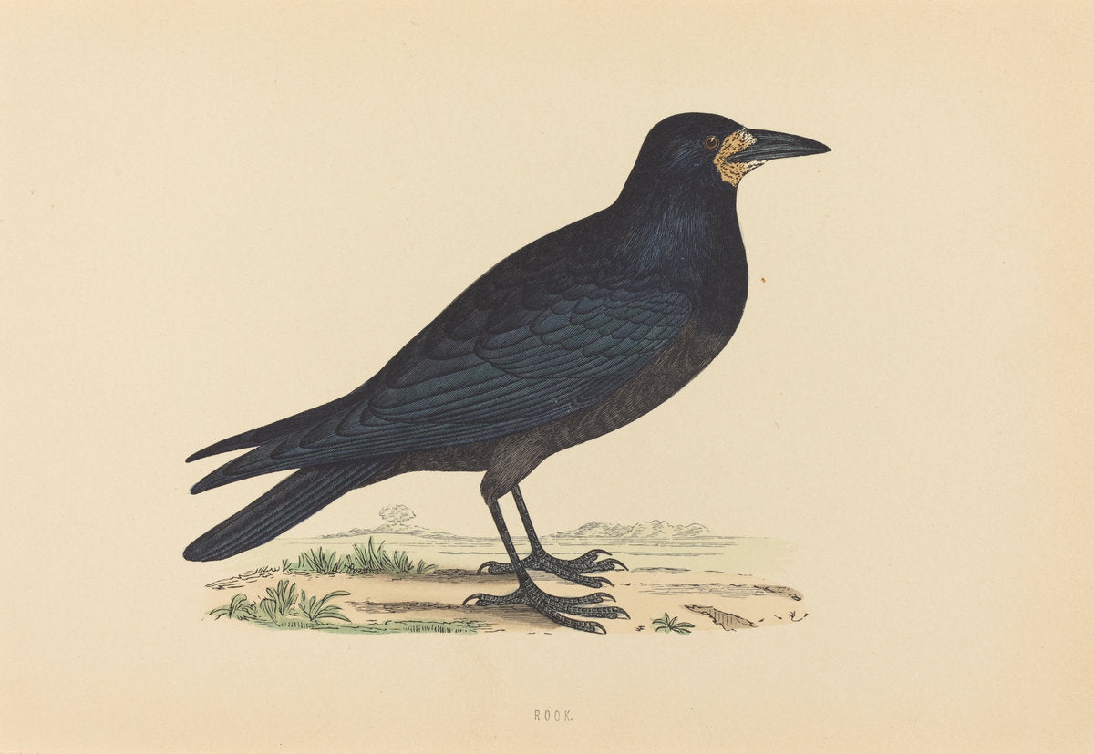 hand-colored etching by British 19th Century (Rook), 16X12"(A3)Poster Print