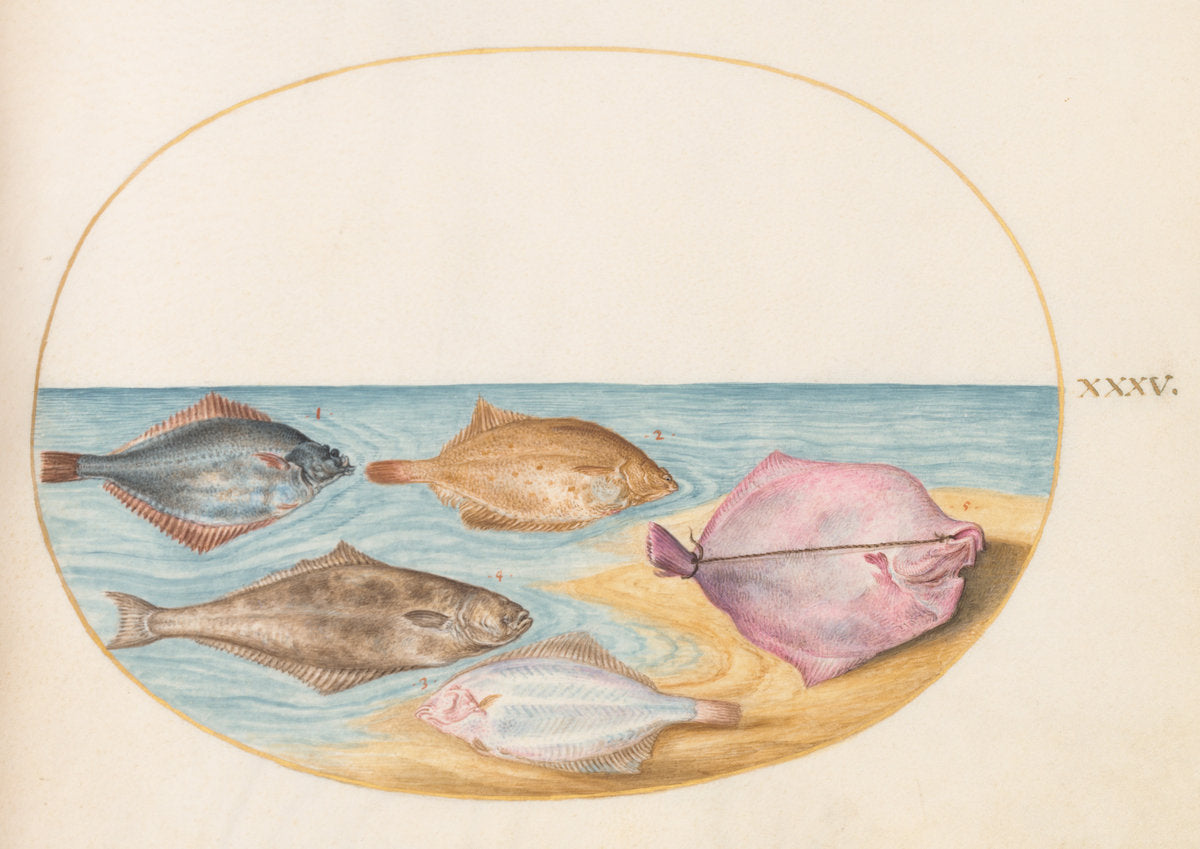 Animalia Aqvatilia et Cochiliata (Aqva): Plate XXXV by Joris Hoefnagel (Flemish, 1542 - 1600), 16X12"(A3)Poster Print
